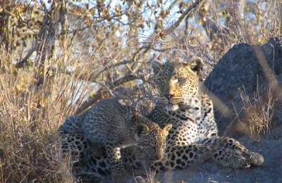 Leoparzi, Parcul Național Kruger