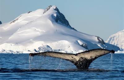 Balenă cu cocoașă