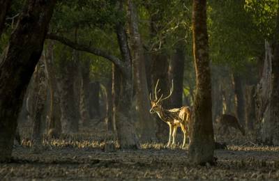 Sanctuarul Sundarbans