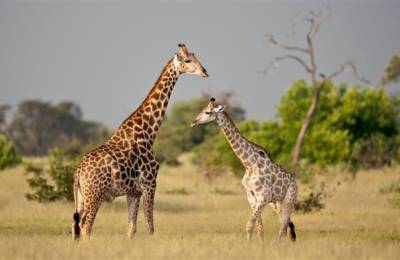 Girafe, Delta Okavango