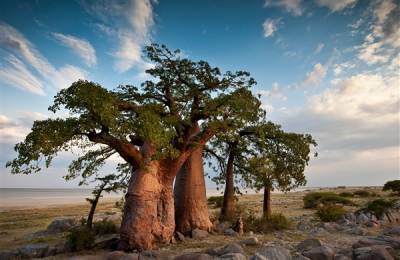 Insula Kubu, Makgadikgadi