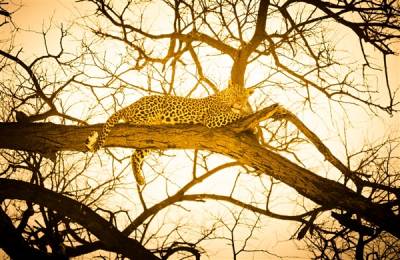 Leopard, Delta Okavango