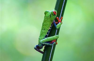 Broască, Parcul Național Tortuguero