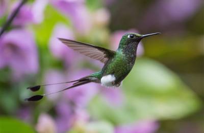 Colibri Colibri