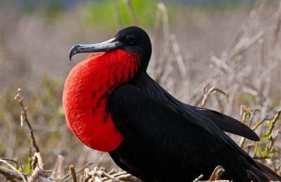 Fregată, Galapagos Fregată, Galapagos