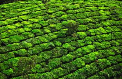 Plantații de ceai, Kerala - India