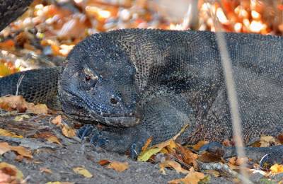 Dragon Komodo, Insula Komodo - Indonezia