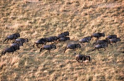 Antilope Gnu, Rezervația Masai Mara - Kenya