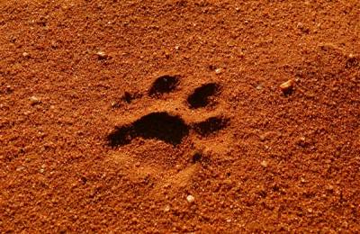 Urmă de leu, Parcul Național Tsavo West - Kenya