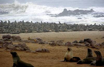 Foci în Walvis Bay