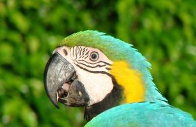 Papagalul Macaw. Insulele  Pearl