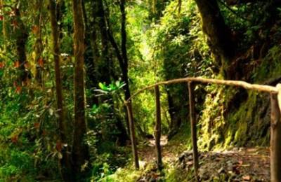 Parcul Naţional al Pădurilor Nyungwe