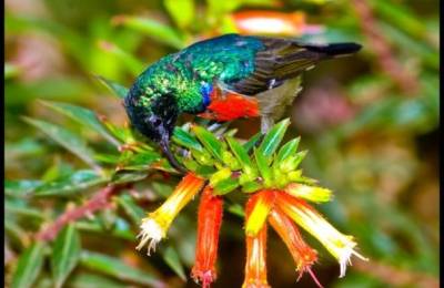 Parcul Naţional al Pădurilor Nyungwe