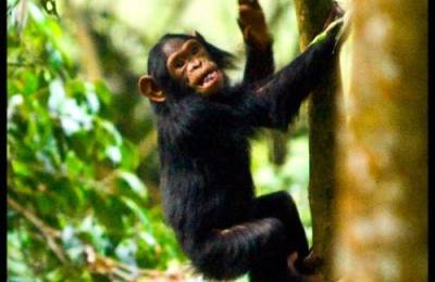 Parcul Naţional al Pădurilor Nyungwe