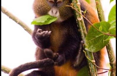 Parcul Naţional al Vulcanilor - maimuţa aurie