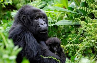Parcul Naţional al Vulcanilor