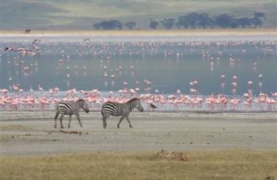 Aria Protejată a craterul Ngorongoro