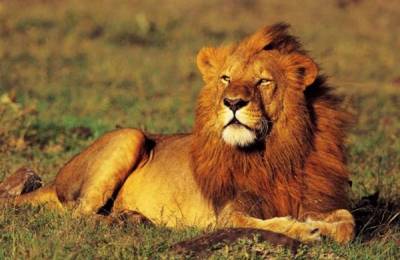 Leu prin Parcul Naţional Serengeti