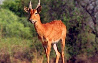Parcul Naţional Luangwa de Sud