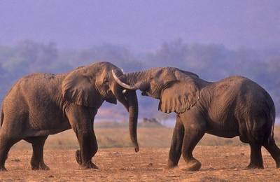 Parcul Naţional Mana Pools Parcul Naţional Mana Pools