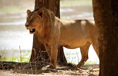 Parcul Naţional al Zambeziului Inferior Parcul Naţional al Zambeziului Inferior