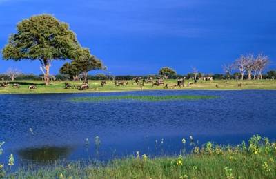 Parcul Naţional Hwange Parcul Naţional Hwange