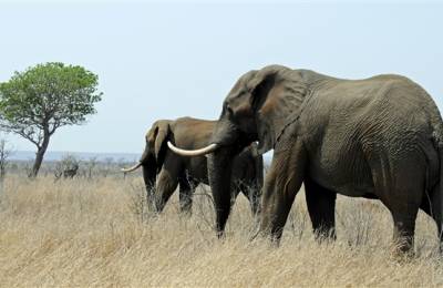 Parcul Național Kruger, Africa de Sud