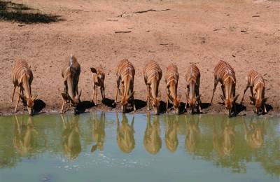 Rezervația Mkhuze, Africa de Sud