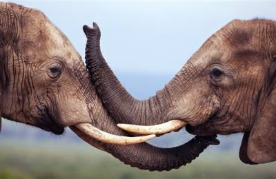 Parcul Național Addo, Africa de Sud