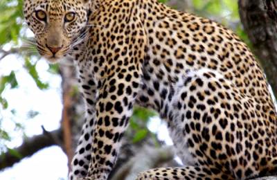 Parcul Național Kruger, Africa de Sud