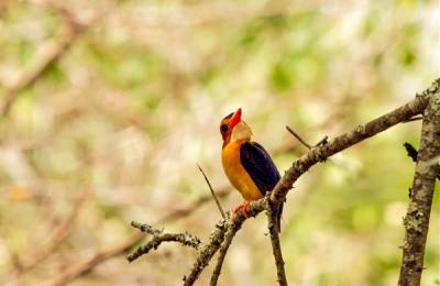 Rezervația Mkhuze, Africa de Sud