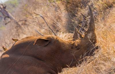 Rezervația Hlane, Swaziland