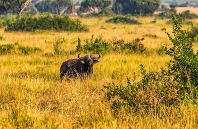 Parcul Național al Reginei Elisabeta, Uganda