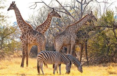 Rezervația Moremi, Botswana