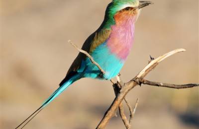 Parcul Național Chobe, Botswana 