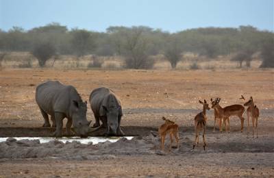 Khama Rhino Sanctuary, Botswana