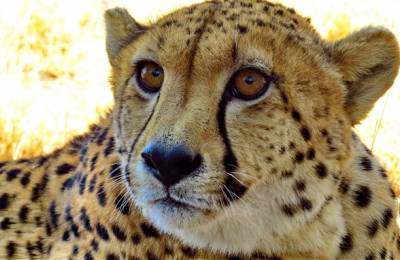 Parcul Național Etosha, Namibia