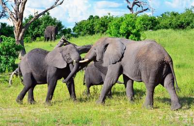 Parcul Național Chobe, Botswana