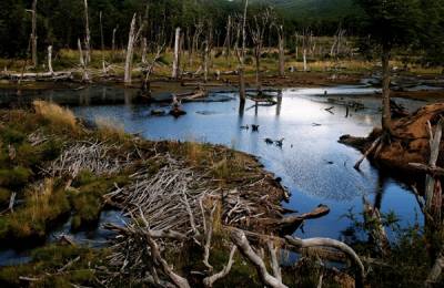 Parcul Național Tierra del Fuego, Argentina
