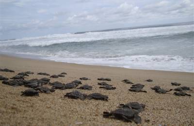 Parcul Național Tortuguero, Costa Rica