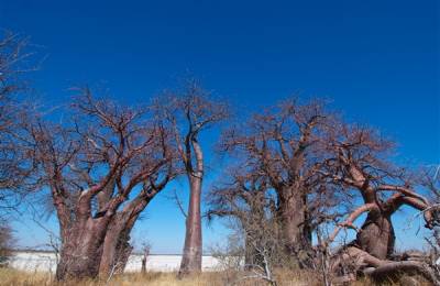 Makgadikgadi, Botswana