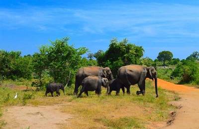 Udawalawe, Sri Lanka