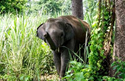 Parcul Național Chitwan, Nepal