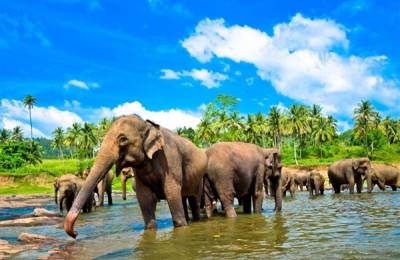 Orfelinatul de Elefanți Pinnawala, Sri Lanka