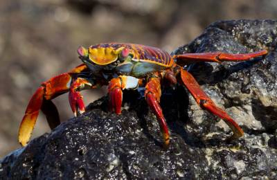 Galapagos, Ecuador