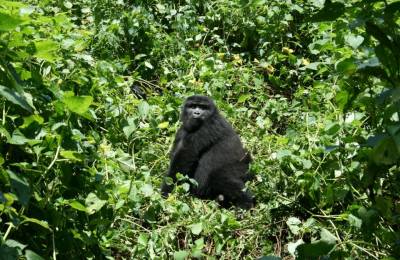 Parcul Național Bwindi, Uganda