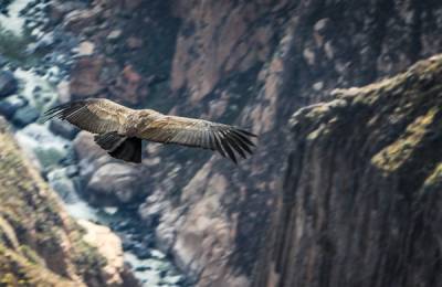 Canionul Colca, Peru