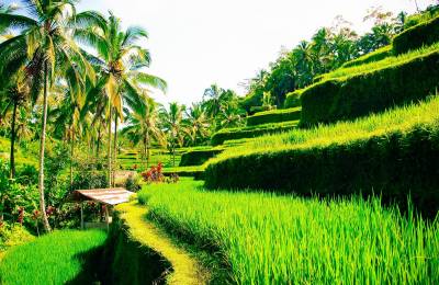 Jatiluwih, Indonezia