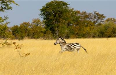 Parcul Național Hwange, Zimbabwe