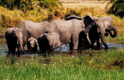 Delta Okavango, Botswana